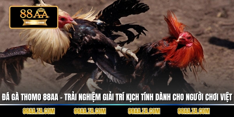 Đá Gà Thomo 88aa – Trải Nghiệm Giải Trí Kịch Tính Dành Cho Người Chơi Việt